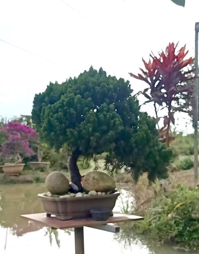 Cây thông bonsai mini