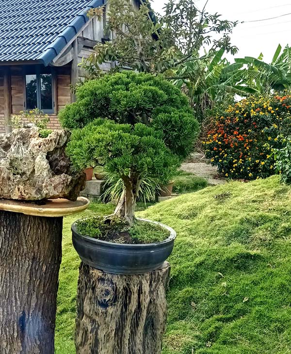 Cây thông bonsai mini