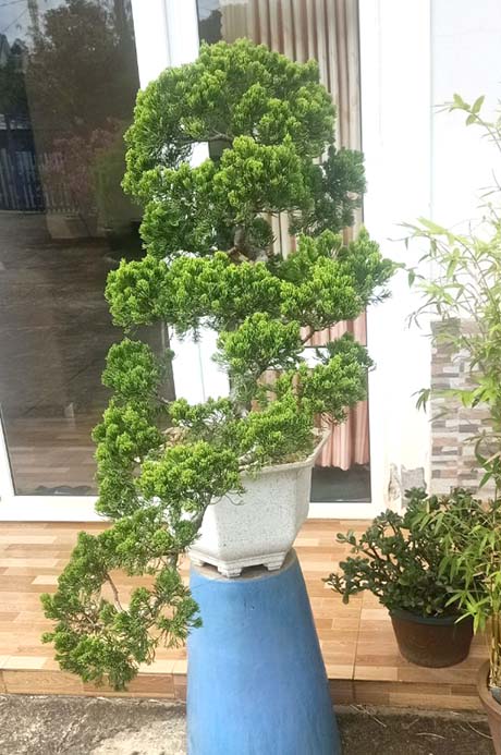 Bán cây thông bonsai mini giá tốt