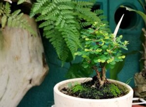 Kỹ thuật trồng bonsai mini