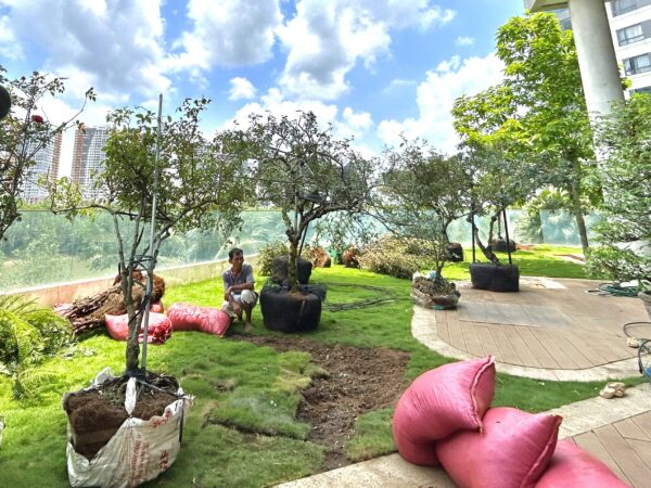 Báo giá thi công sân vườn tại đảo kim cương - Hình ảnh thi công tại Pool Villa Đảo Kim Cương